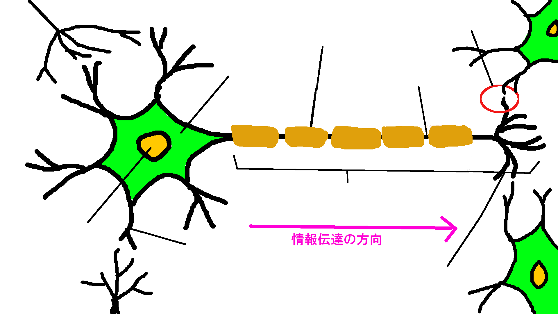 神経細胞